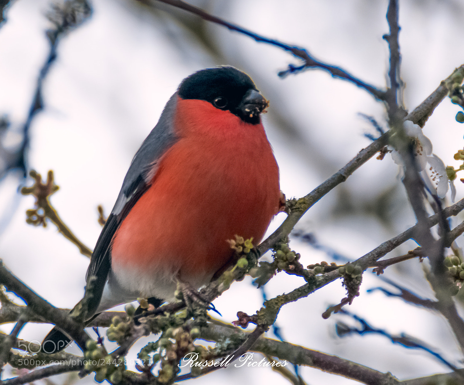 Nikon D3400 sample photo. Te beauty colors of photography