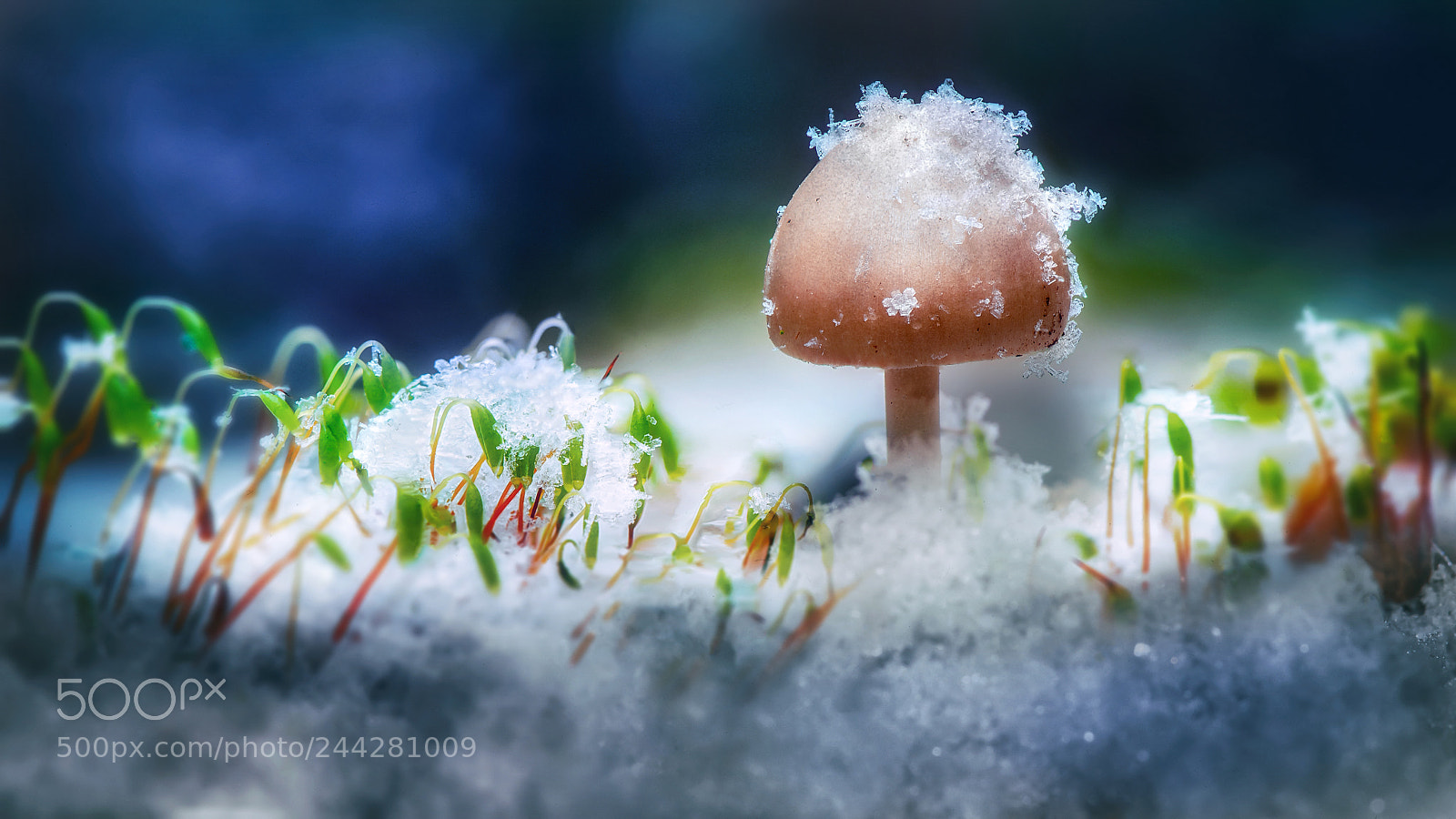 Nikon D300S sample photo. Snow mushroom photography