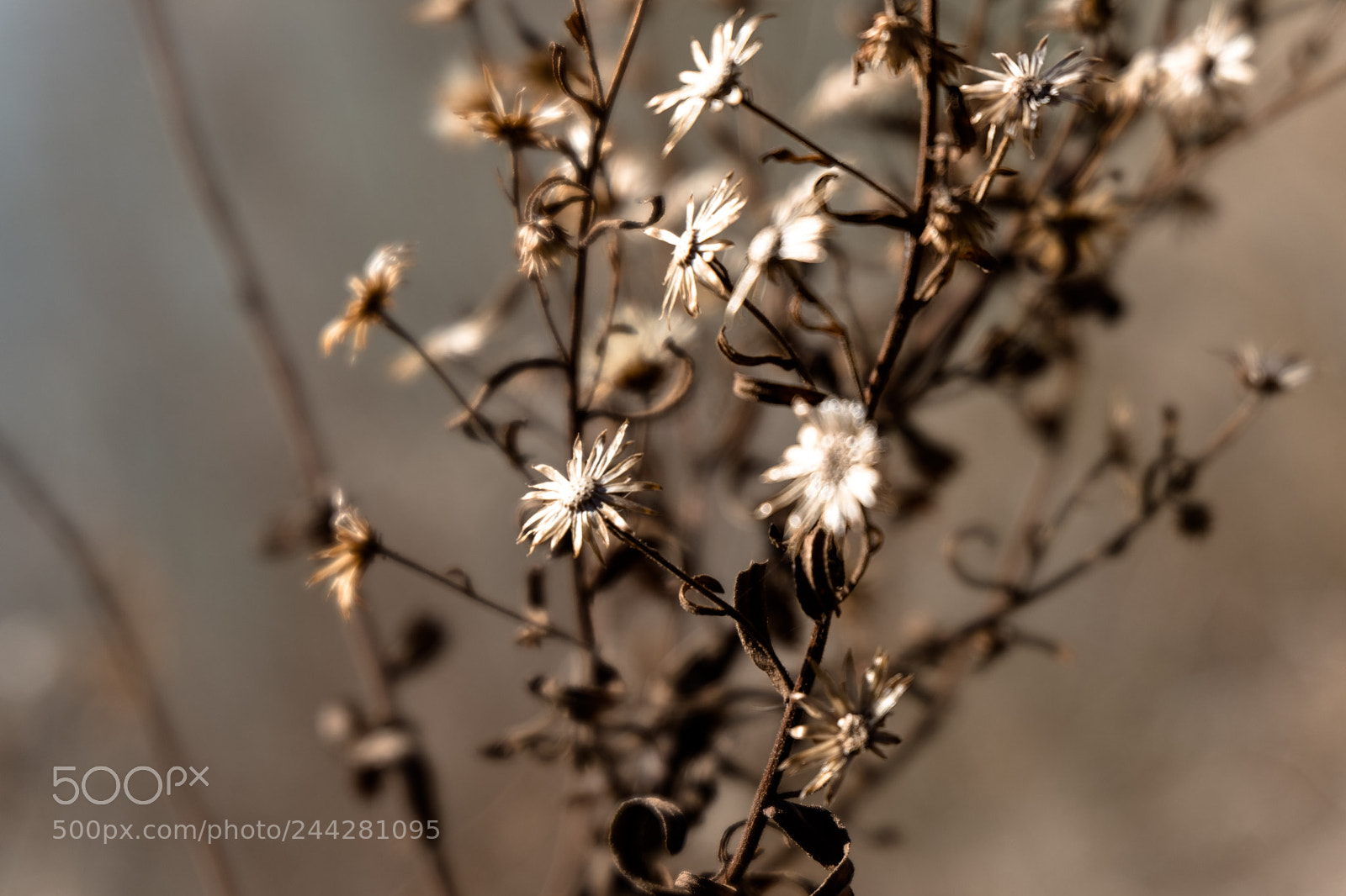 Fujifilm X-T20 sample photo. Dry flower in spain photography