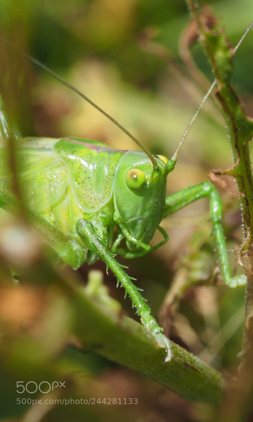 Olympus OM-D E-M10 II sample photo. Grasshopper photography