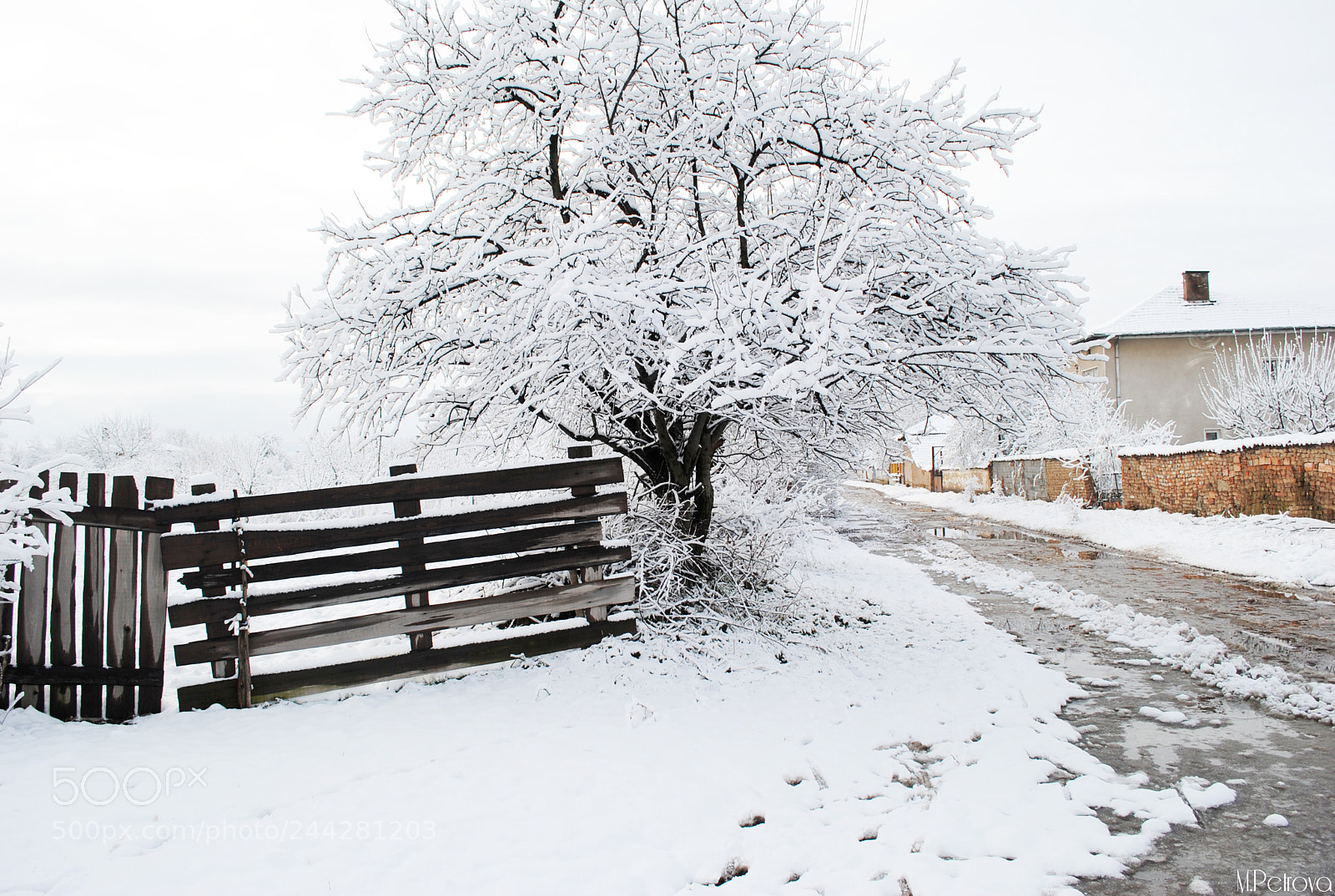 Nikon D3000 sample photo. Winter path photography