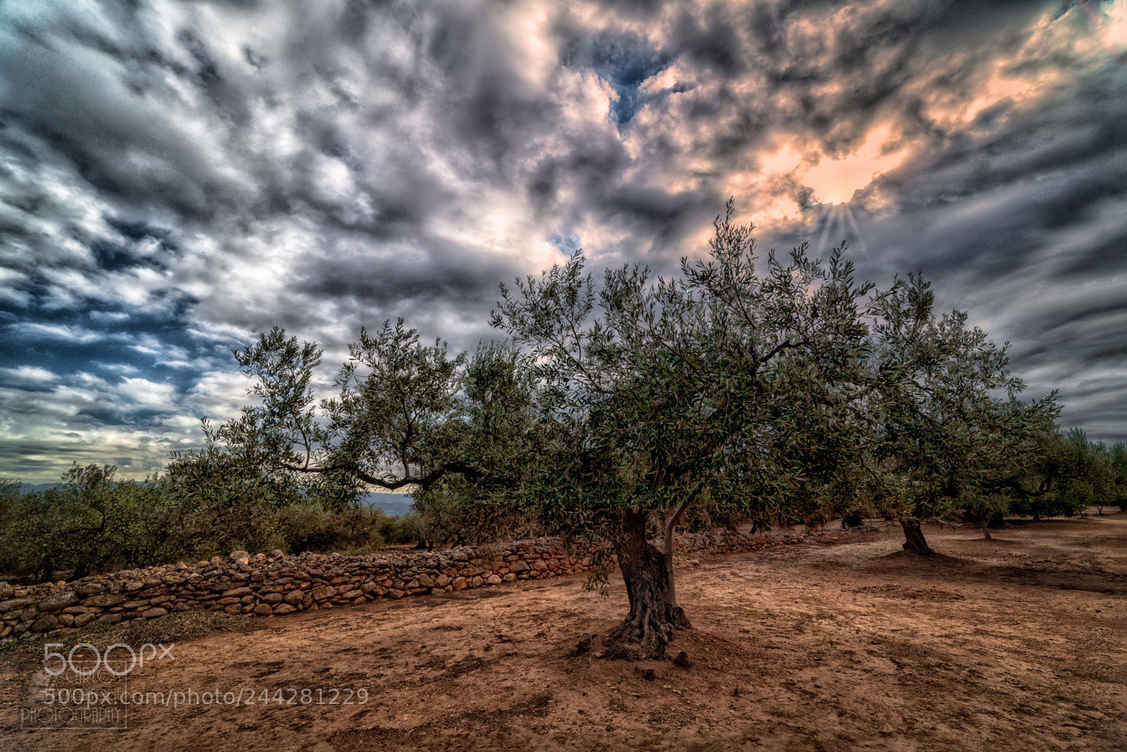 Canon EOS-1D X Mark II sample photo. The olive tree photography