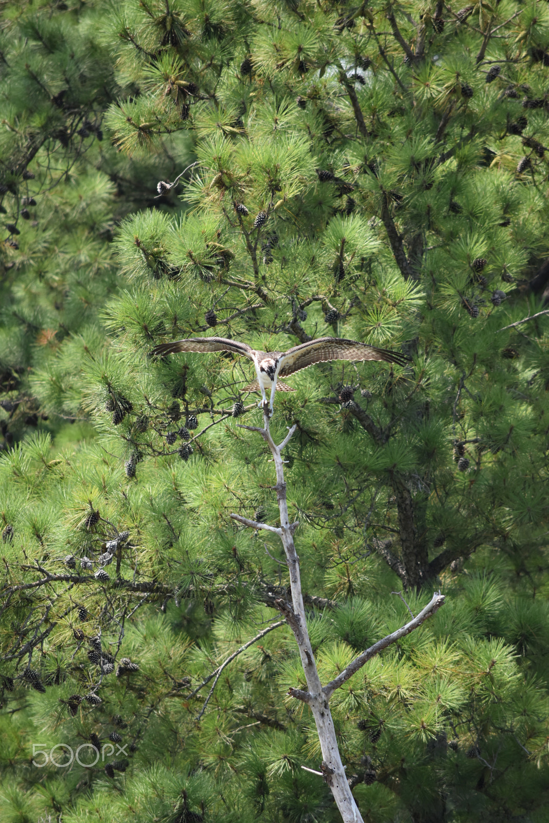 Nikon D5500 sample photo. Raptor on limb photography