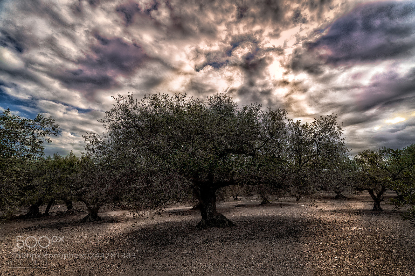Canon EOS-1D X Mark II sample photo. The olive tree photography