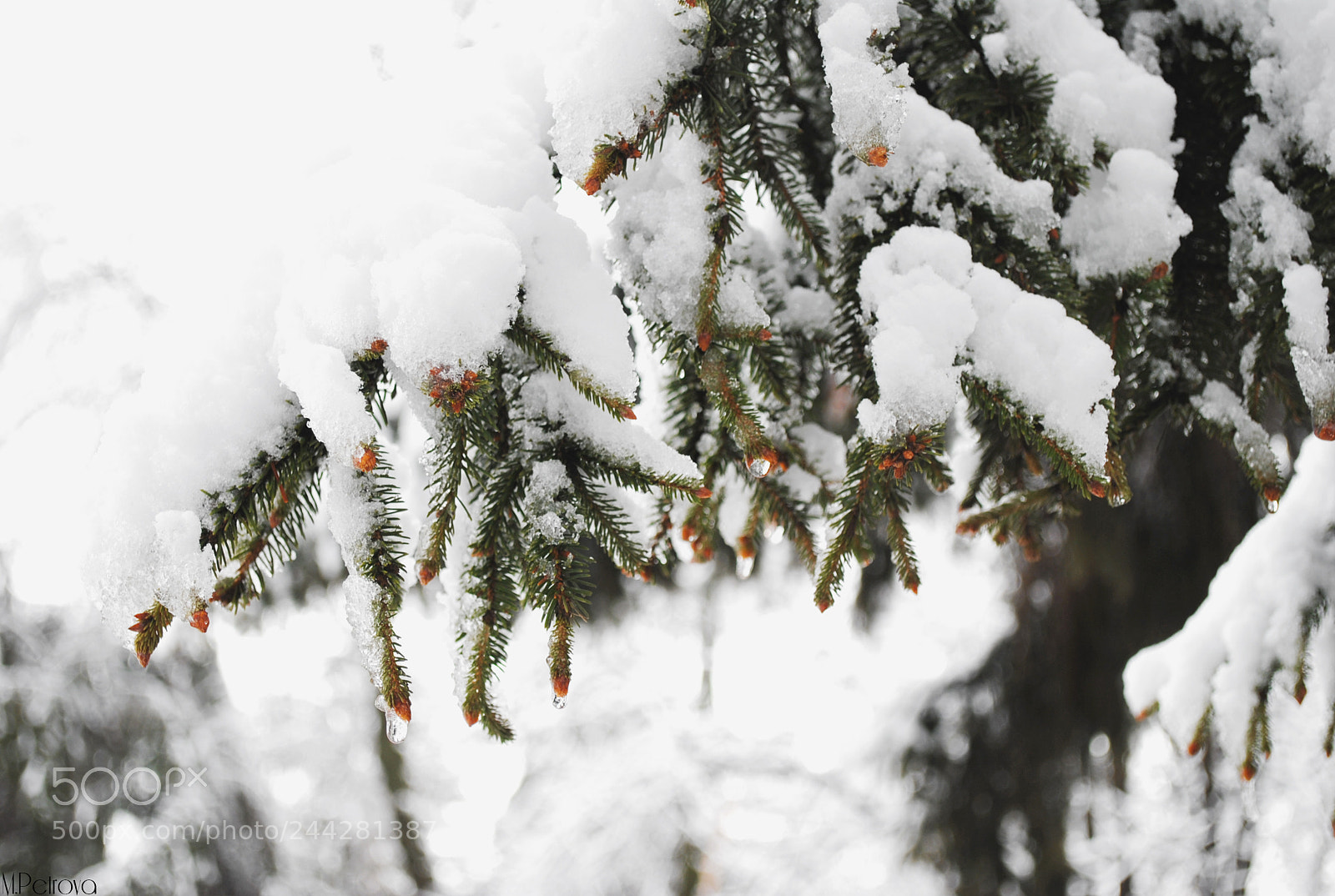 Nikon D3000 sample photo. It's cold outside photography