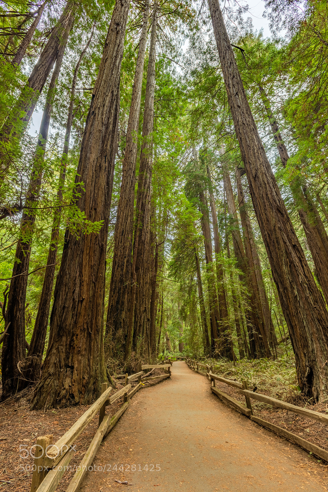 Canon EOS 5DS R sample photo. A walk through muir photography