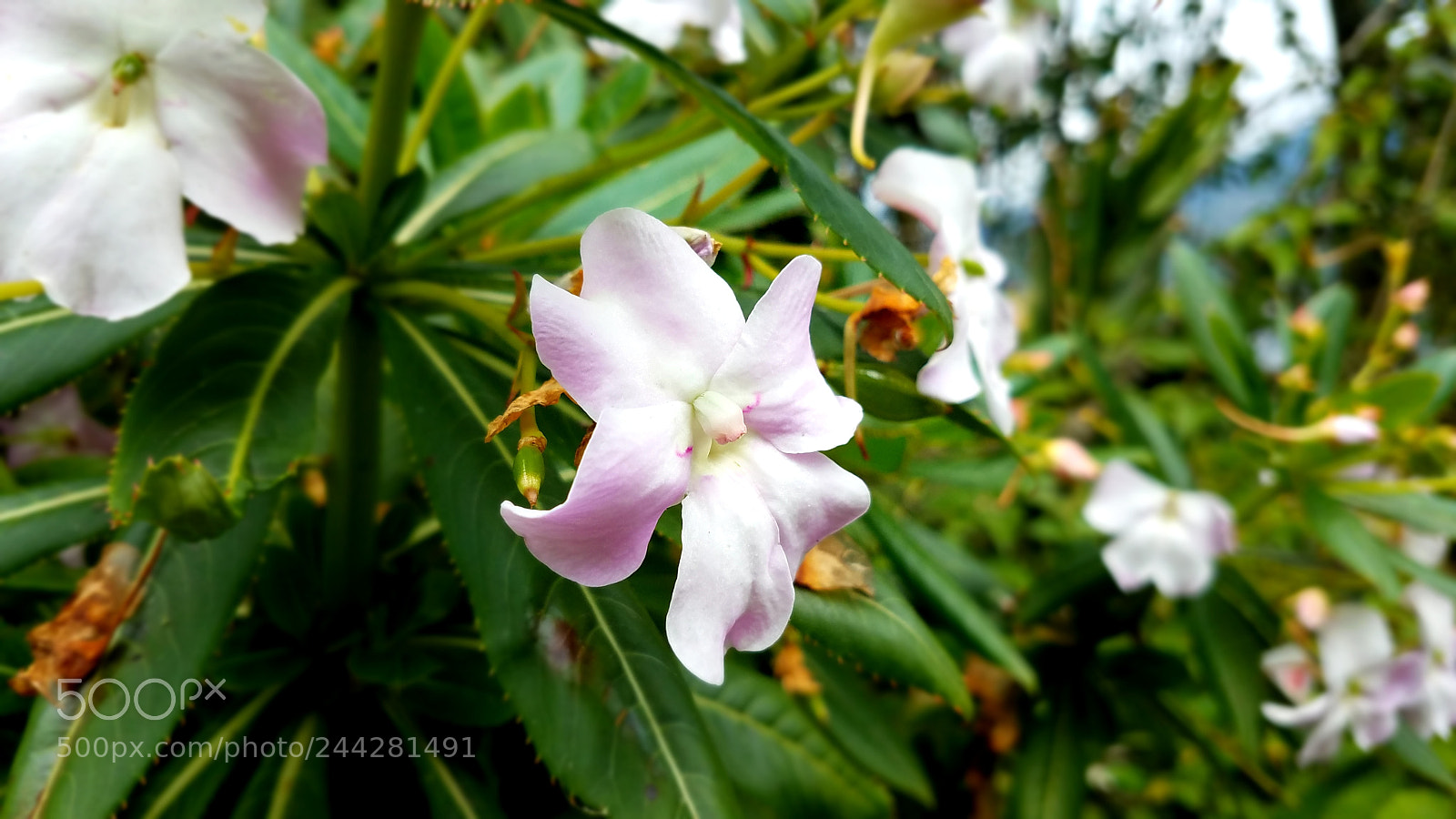 Samsung Galaxy S7 sample photo. Coraza Ñan photography