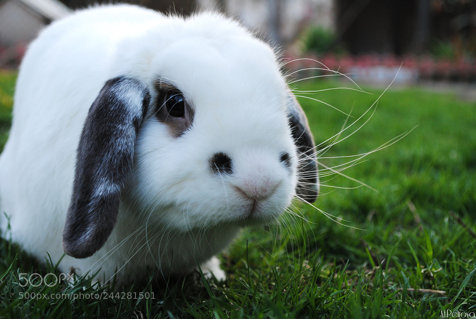 Nikon D3000 sample photo. Follow the rabbit photography