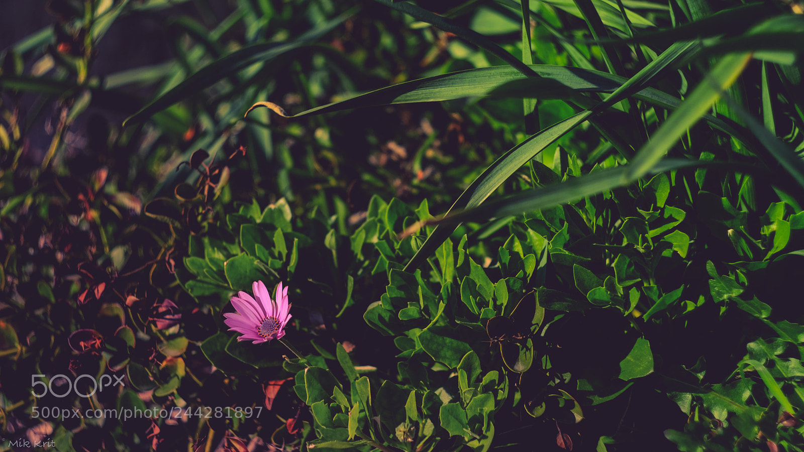 Fujifilm X-T2 sample photo. Viola photography