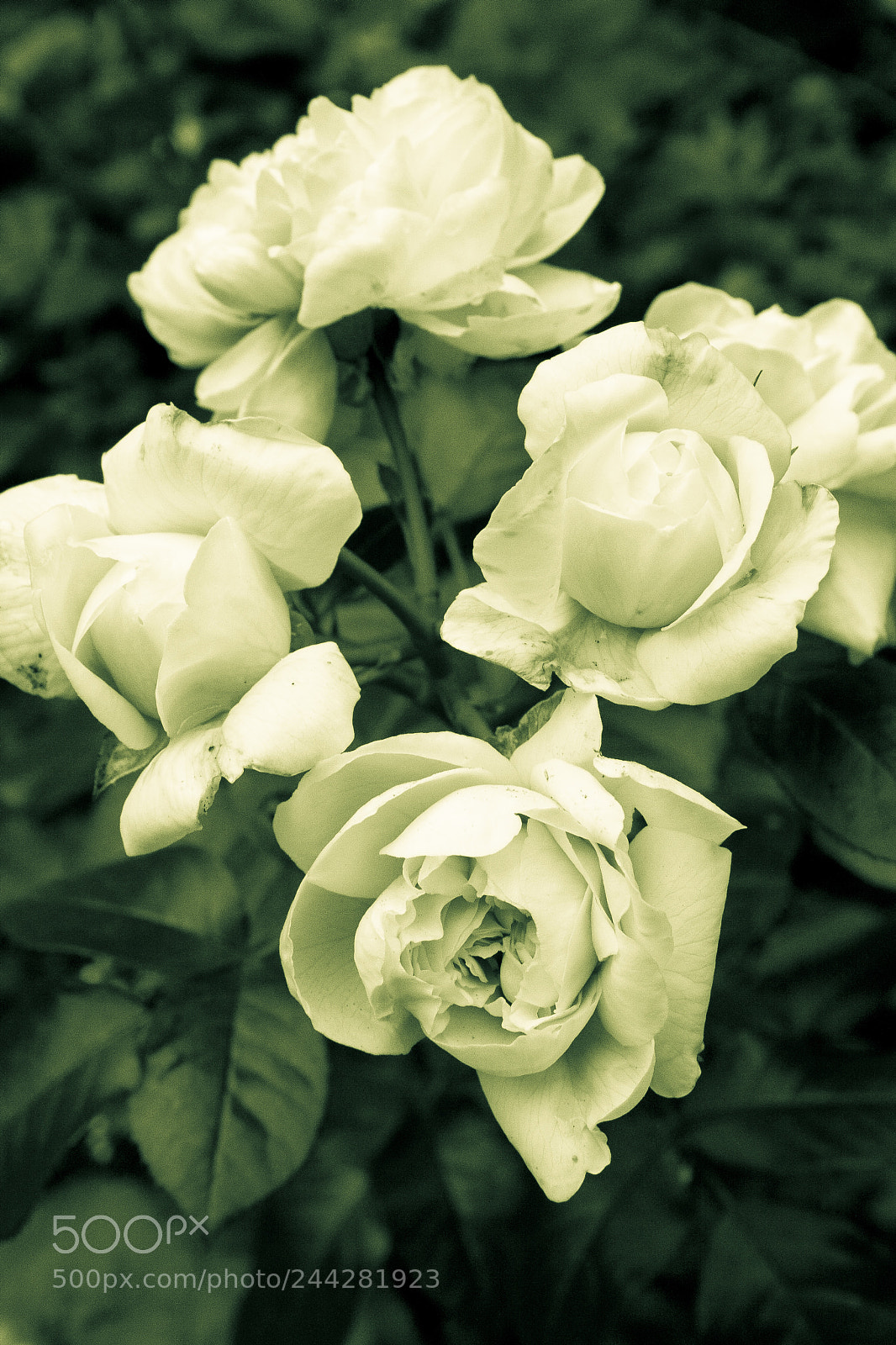 Canon EOS 400D (EOS Digital Rebel XTi / EOS Kiss Digital X) sample photo. Tenderness of the rose / нежность розы photography