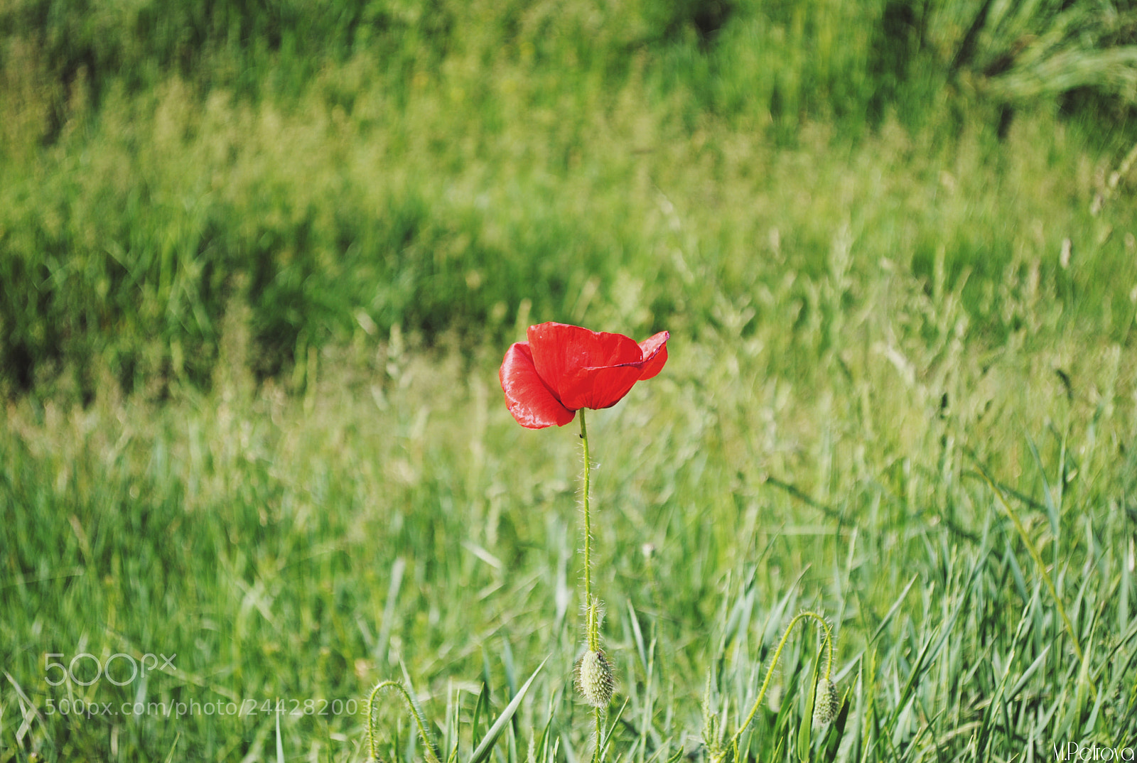 Nikon D3000 sample photo. Alone photography