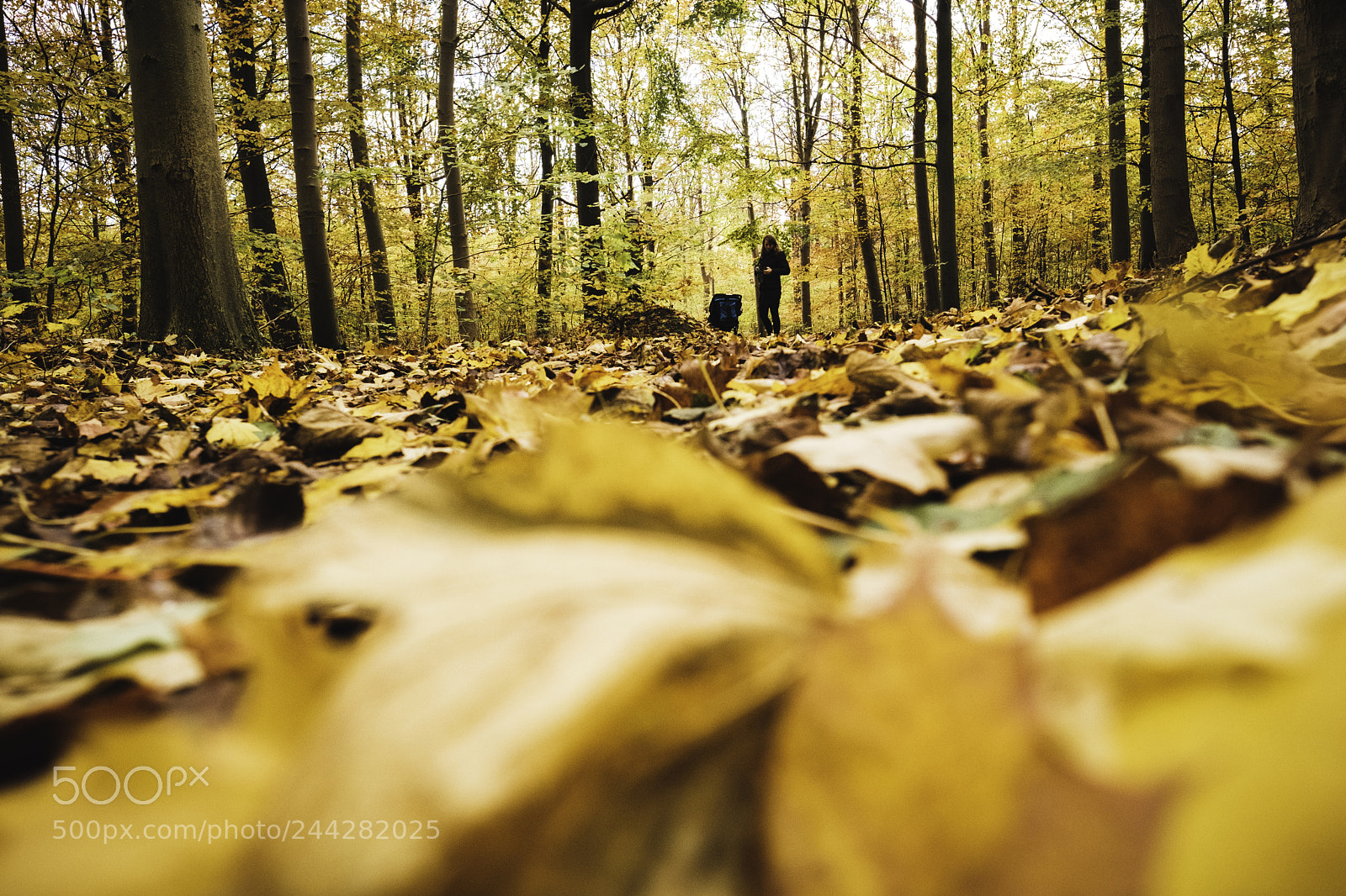 Fujifilm X-T2 sample photo. From an autumn leaf's photography