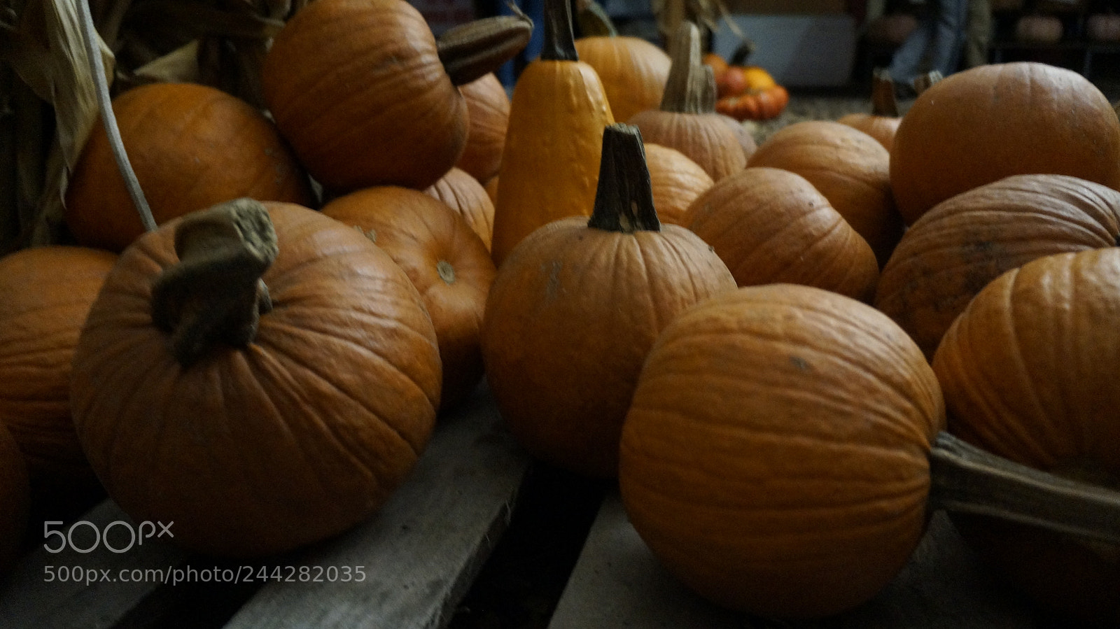 Sony Alpha NEX-F3 sample photo. Pumpkin patch photography
