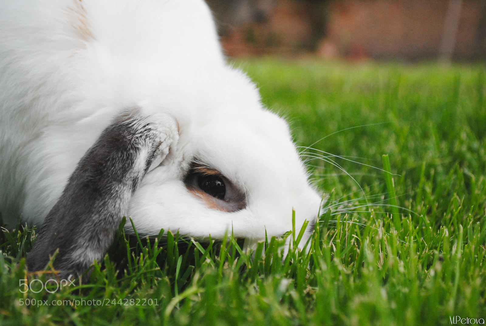 Nikon D3000 sample photo. Shy bunny photography
