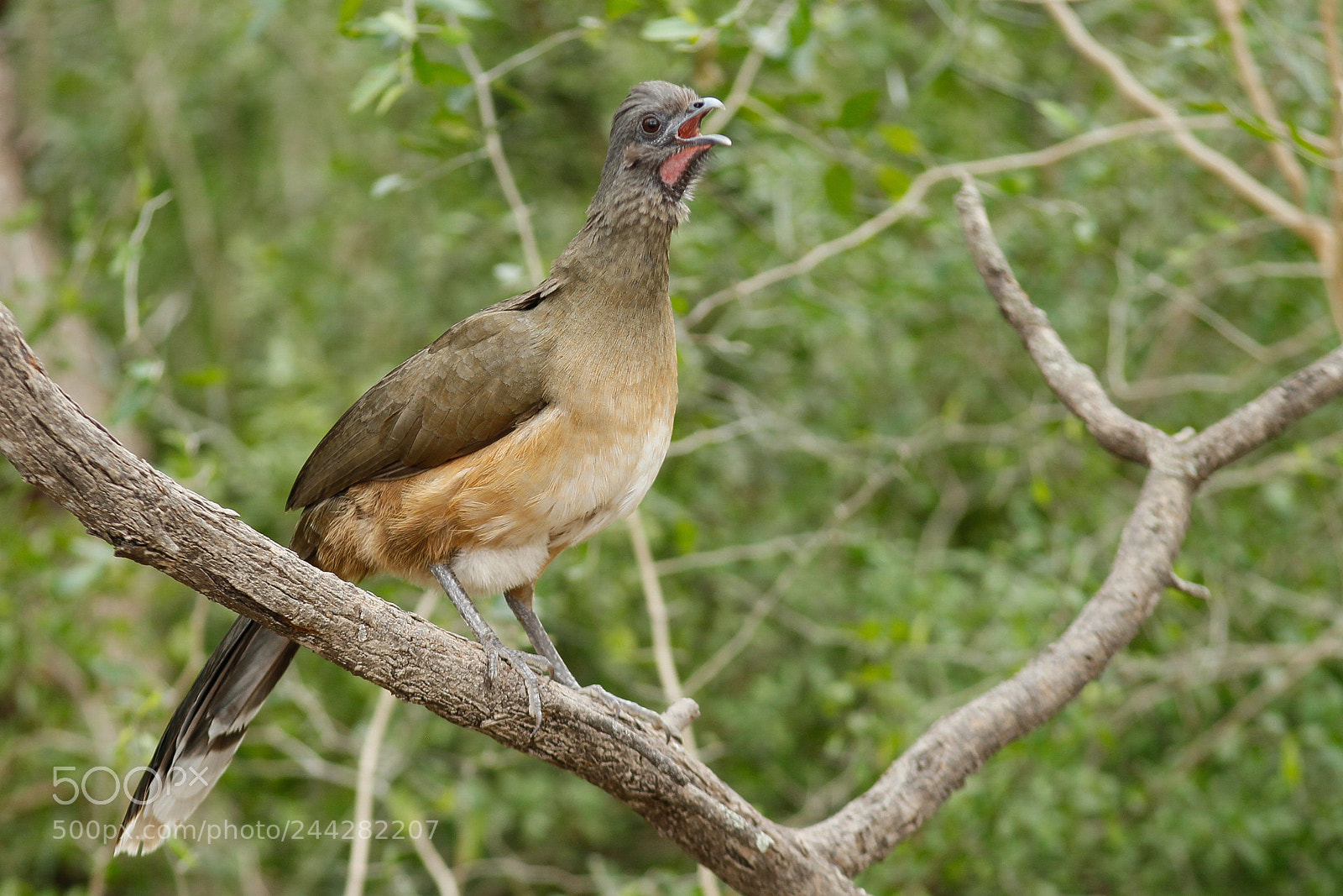 Canon EOS-1D Mark IV sample photo. Plain chachalaca photography