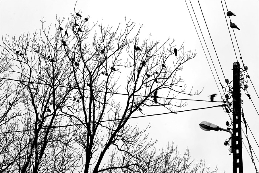 Nikon D610 sample photo. Two pigeons and rooks photography