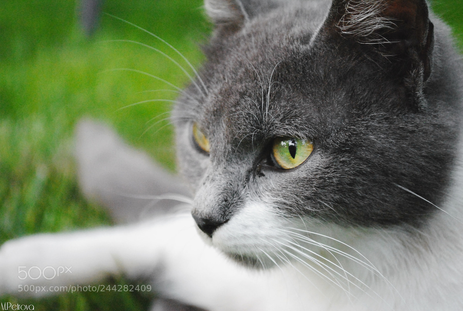 Nikon D3000 sample photo. Just chillin' photography