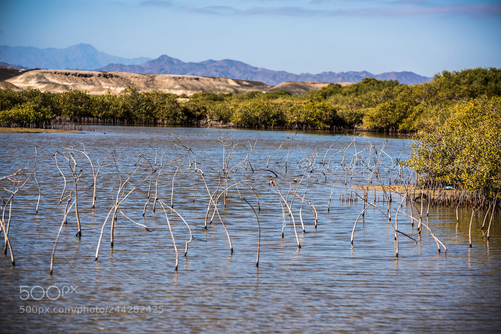 Nikon D810 sample photo. Mangroves of marsalam photography