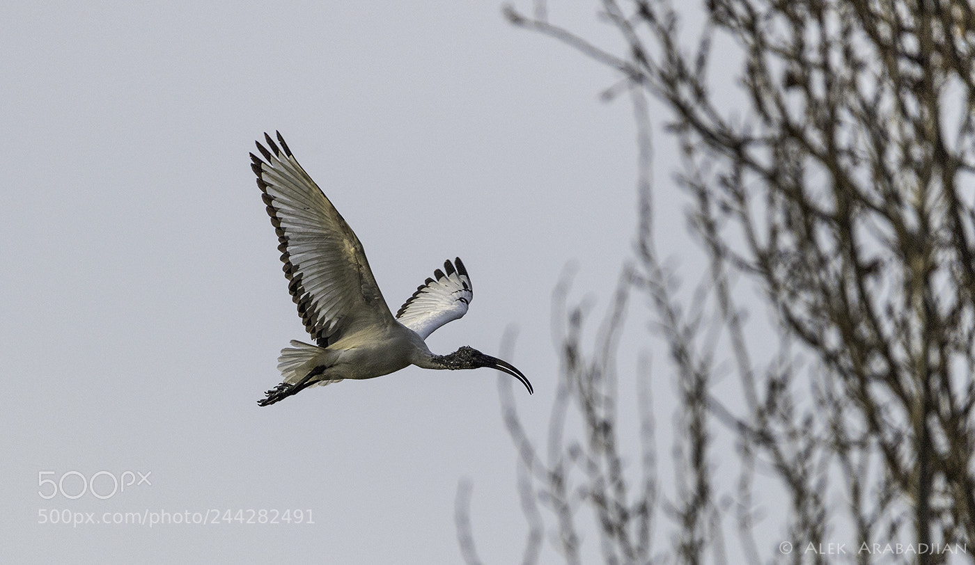 Nikon D5 sample photo. The sacred ibis photography