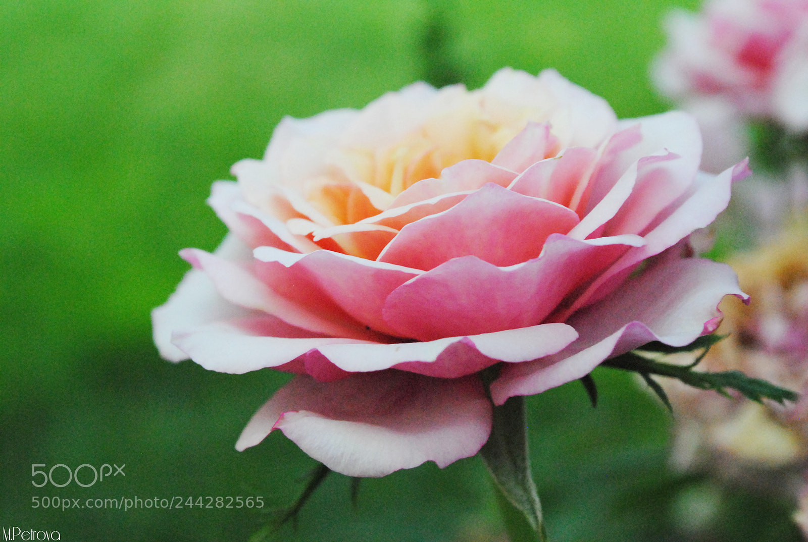 Nikon D3000 sample photo. Pink beauty photography