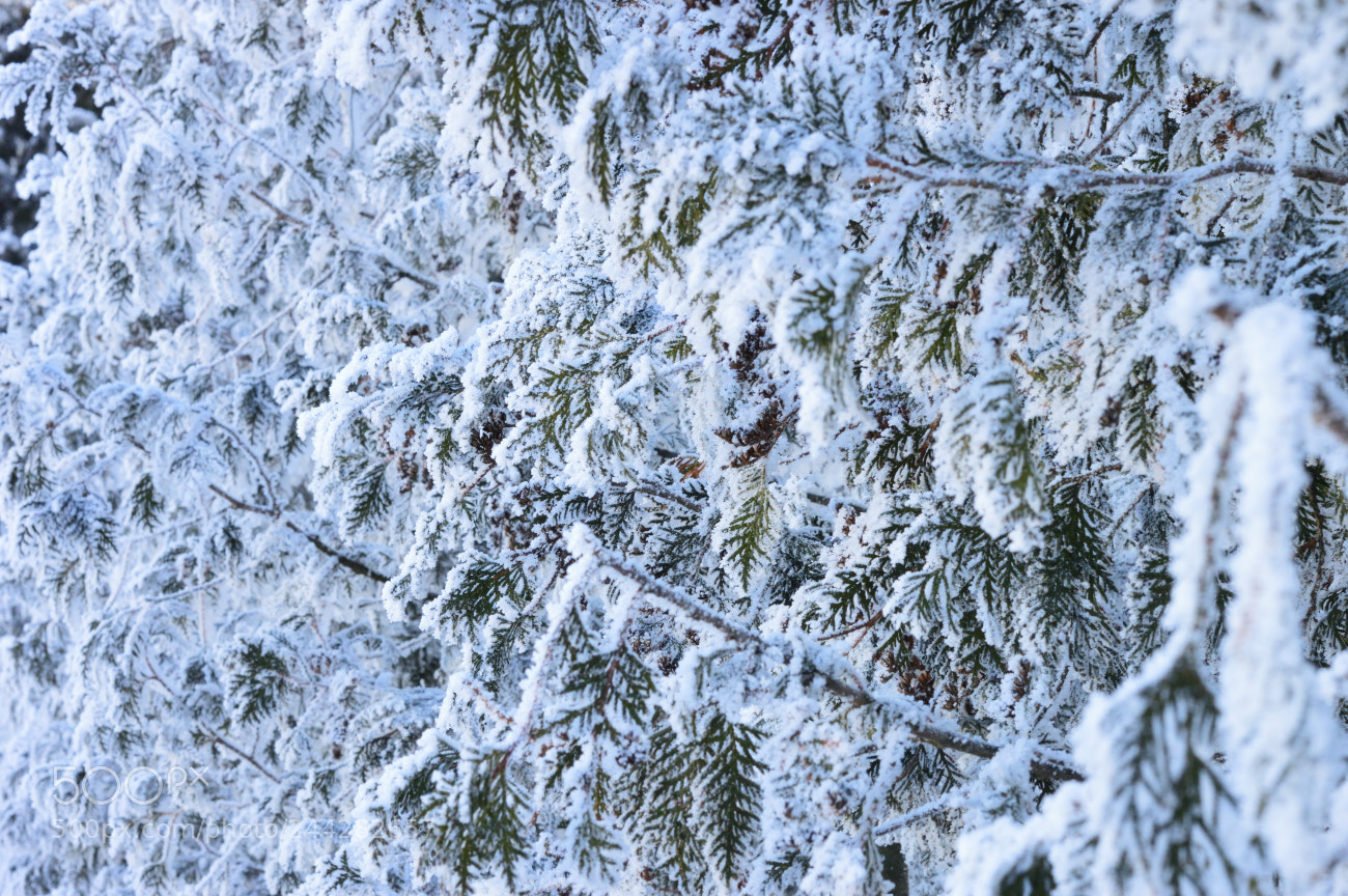 Nikon D3200 sample photo. Snow everywhere photography