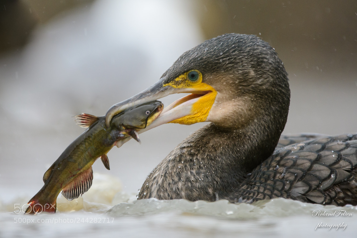 Nikon D500 sample photo. Eye to eye photography