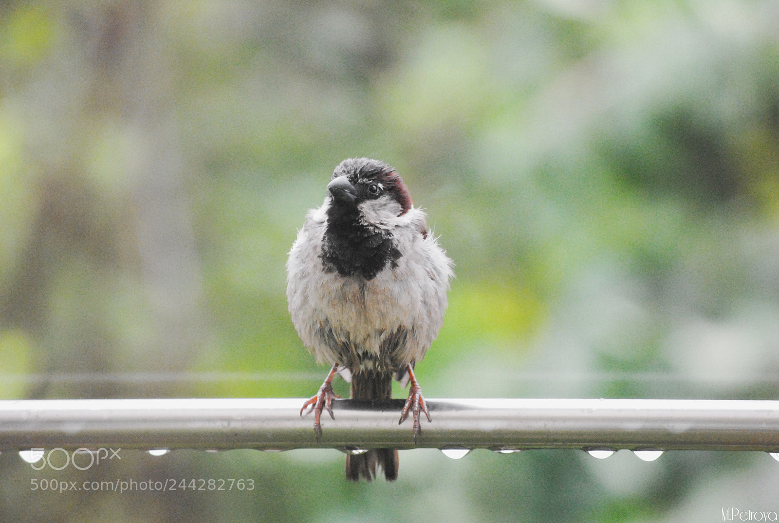 Nikon D3000 sample photo. Singing in the rain photography