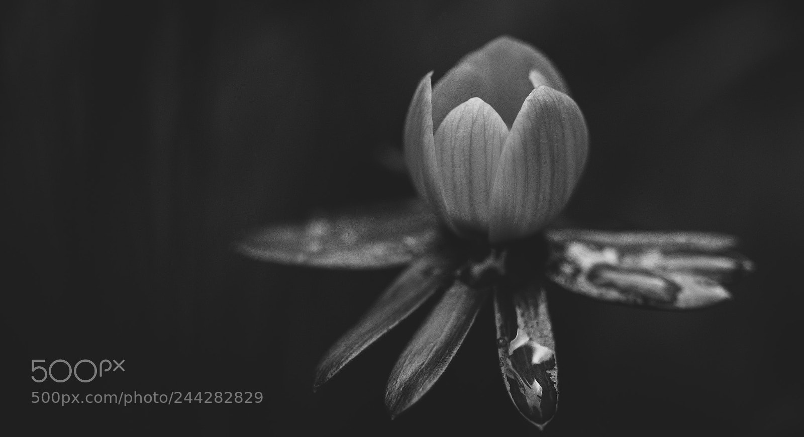 Canon EOS 7D Mark II sample photo. Moody tones photography