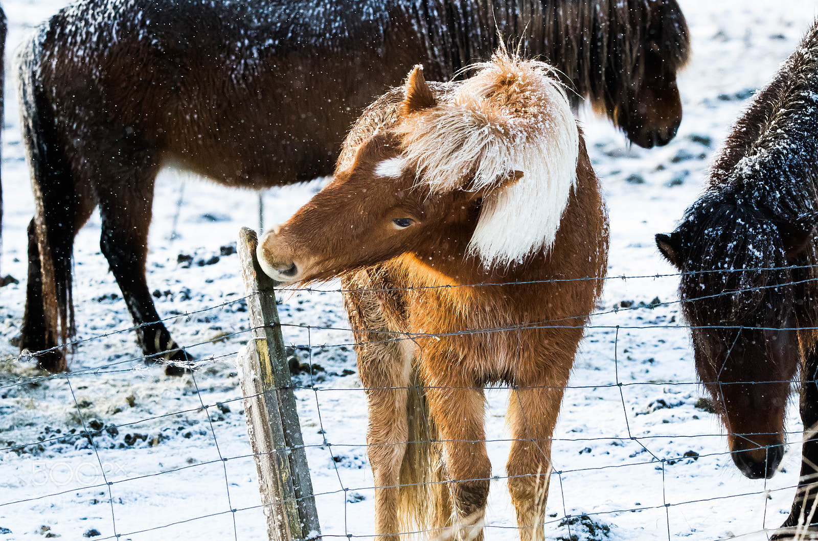 Canon EOS 7D Mark II sample photo. Iceland. photography