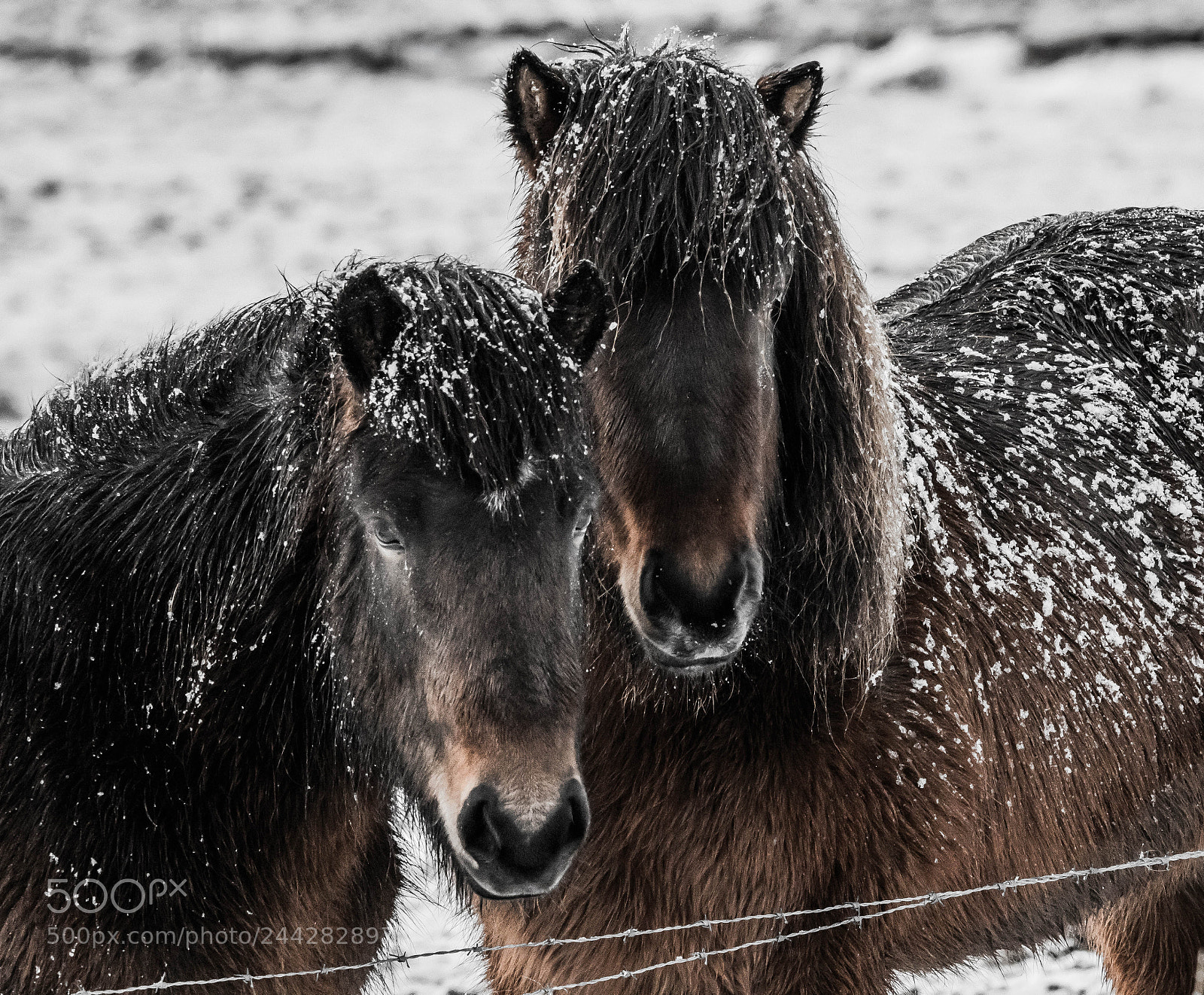 Canon EOS 7D Mark II sample photo. Iceland. photography