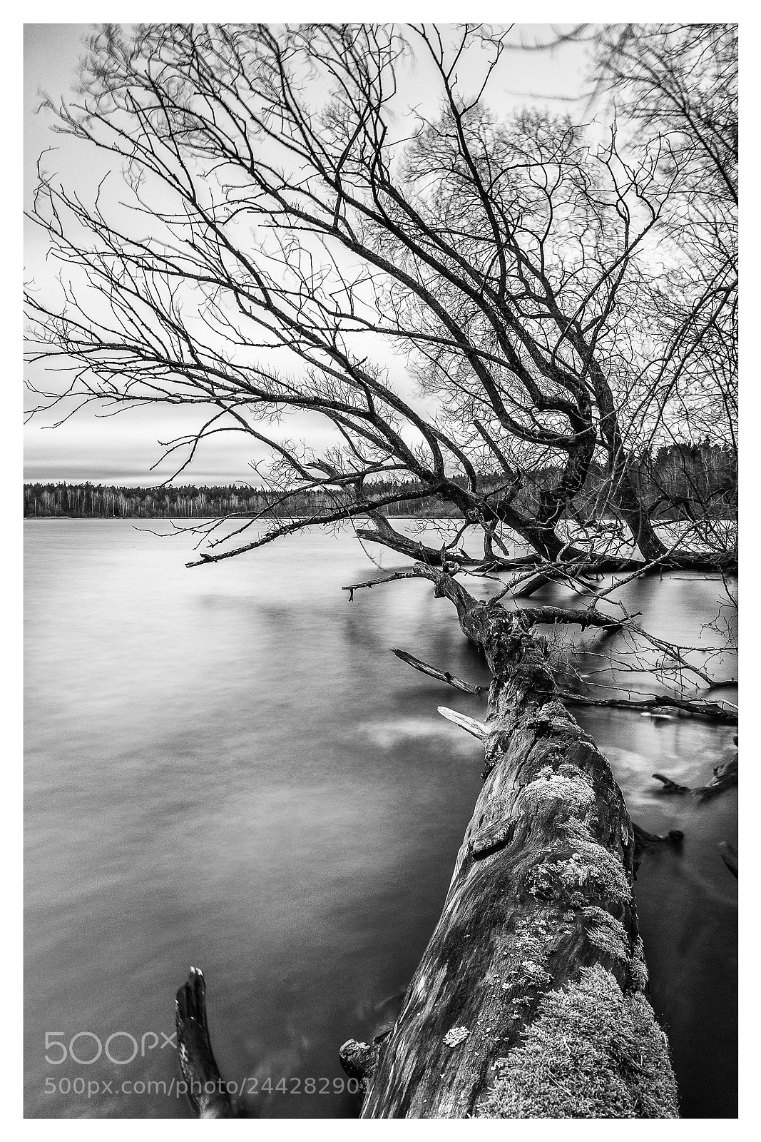 Sony a7R II sample photo. Tree and lake photography