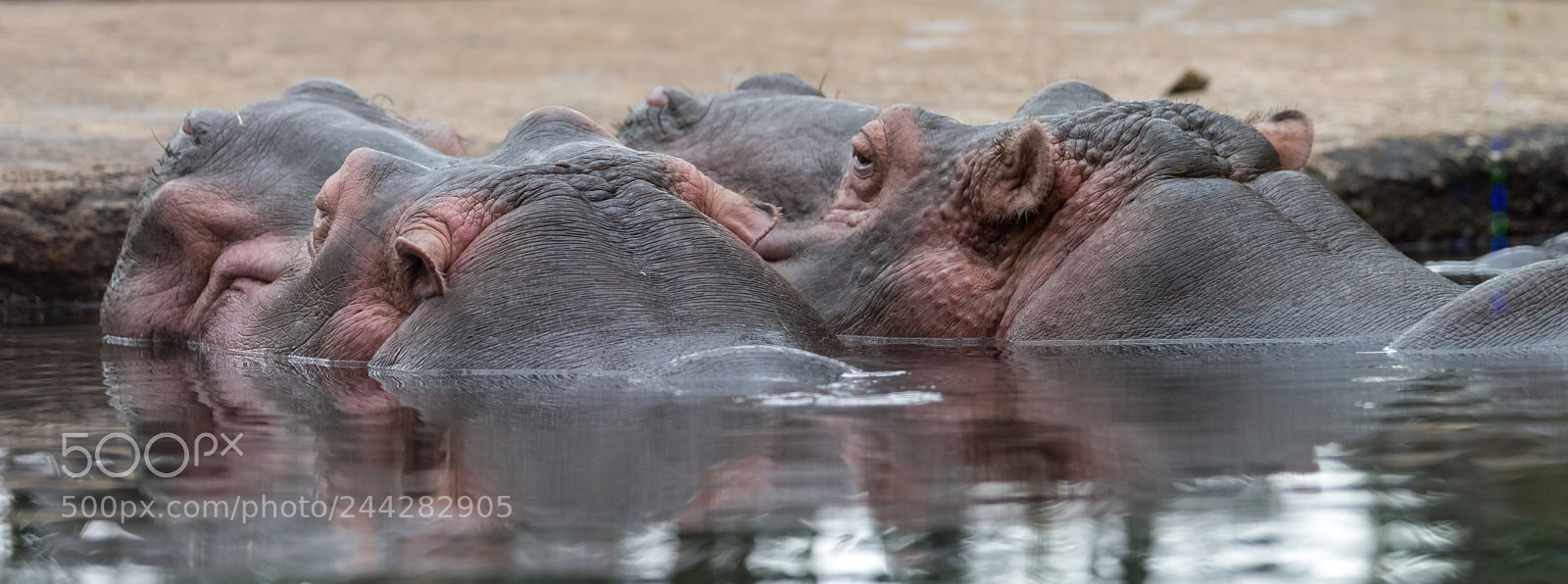 Nikon D810 sample photo. Lurking photography