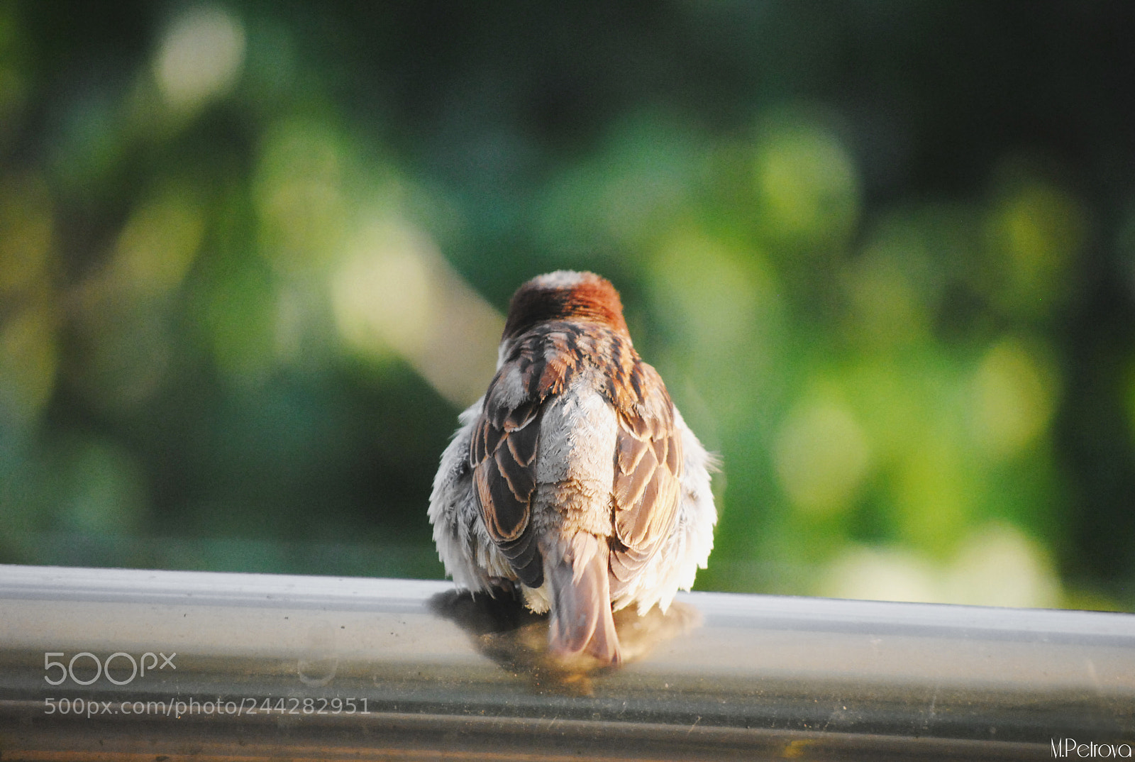 Nikon D3000 sample photo. Sparrow photography