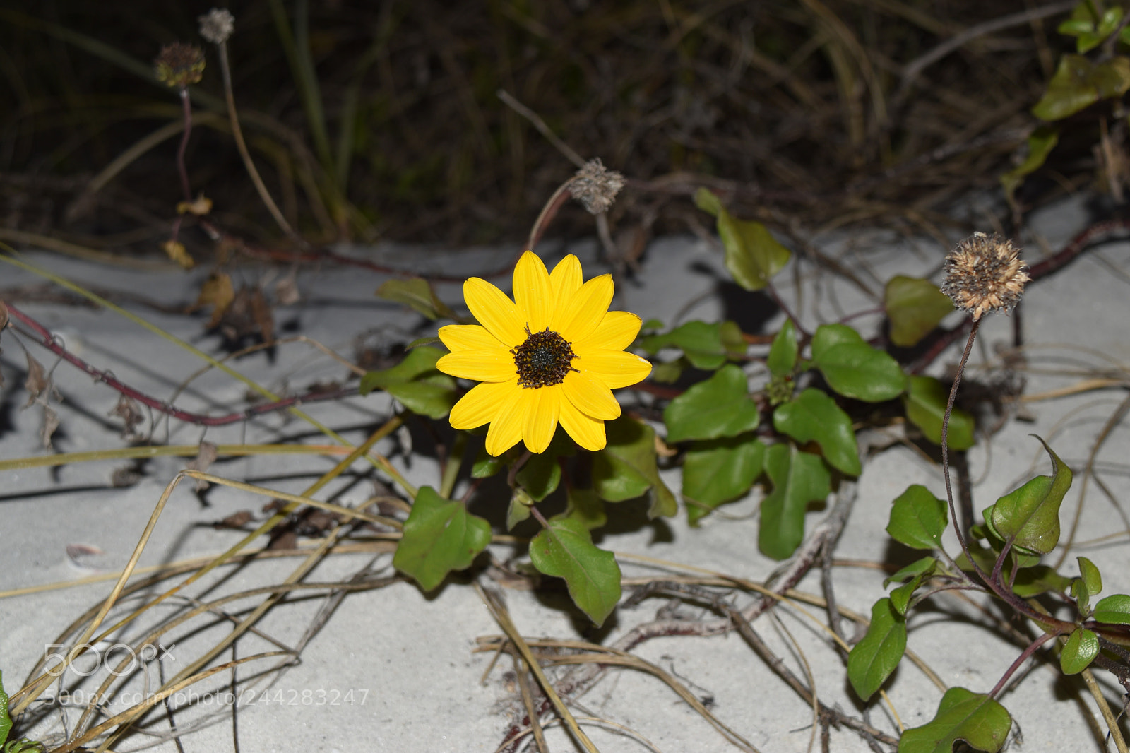Nikon D5500 sample photo. Yellow glow in the photography