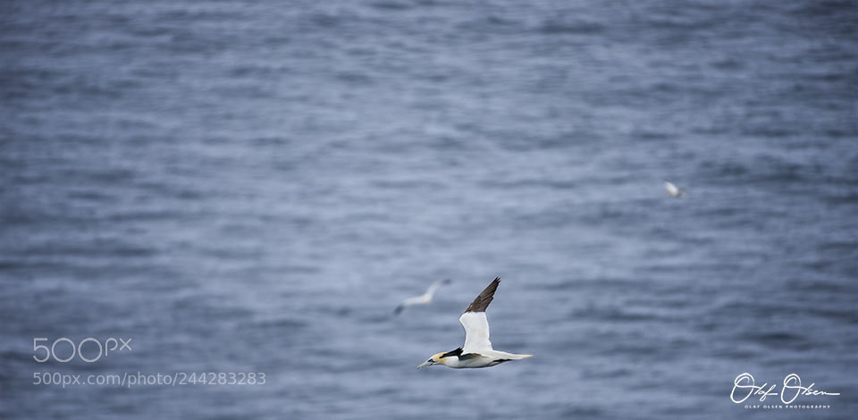 Nikon D600 sample photo. Gannet photography