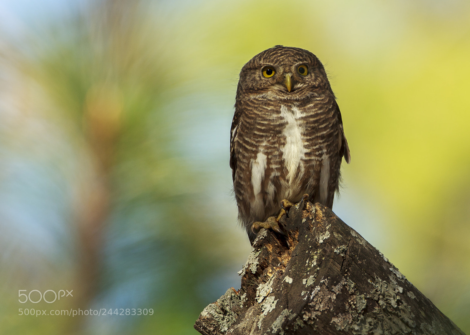 Canon EOS 60D sample photo. Asian barred owlet photography