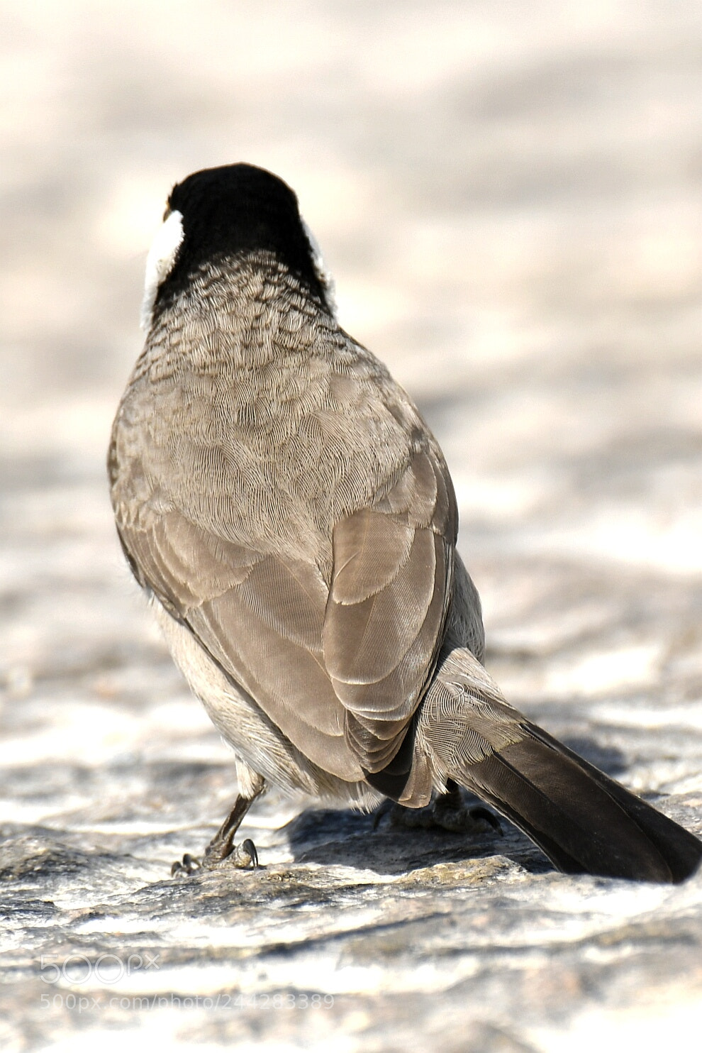 Nikon AF-S Nikkor 200-500mm F5.6E ED VR sample photo. Guess who photography