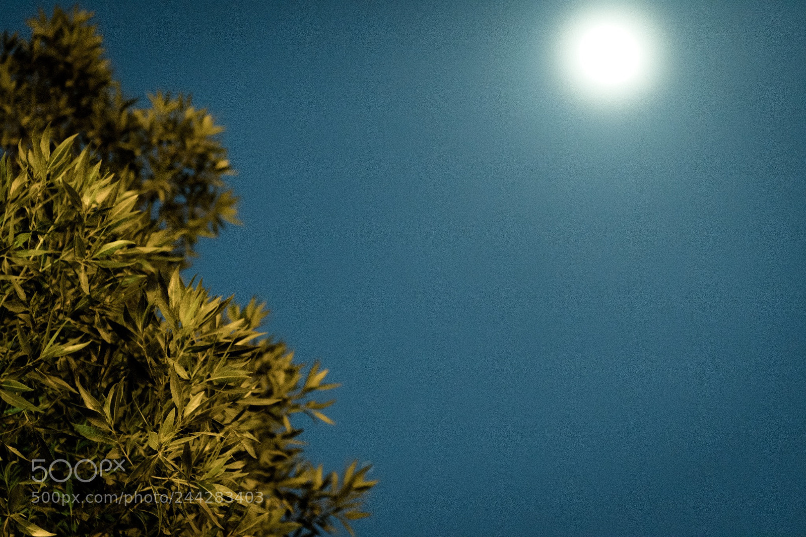 Nikon D500 sample photo. Untitled photography