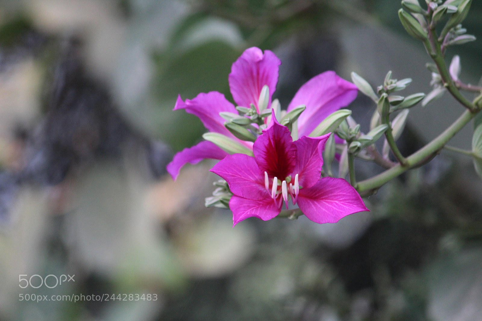 Canon EF-S 55-250mm F4-5.6 IS II sample photo. Bauhinia variegata(kachnar) photography