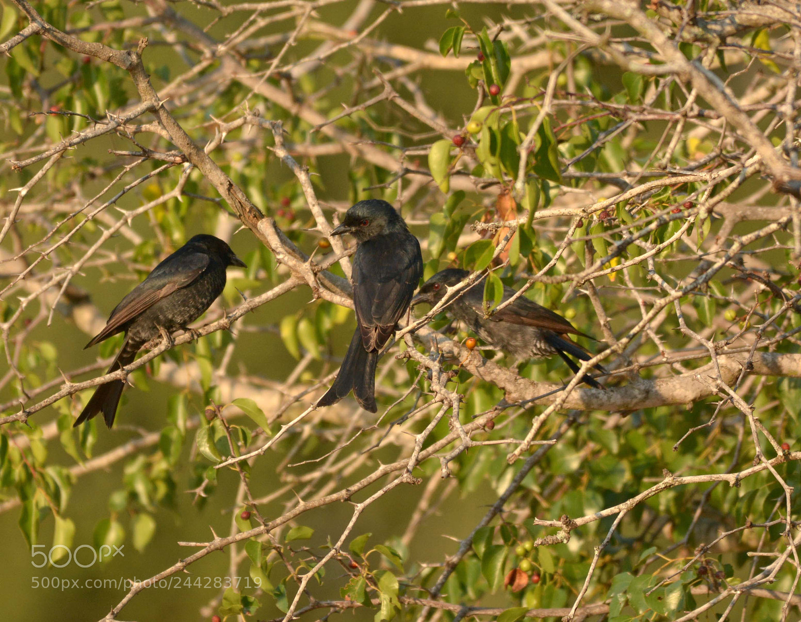 Nikon D7100 sample photo. Forked tail drongo photography