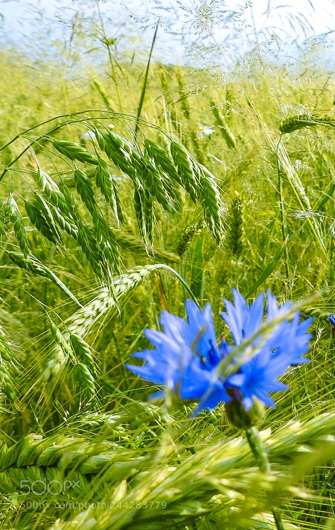 Nikon Coolpix P900 sample photo. "longing" photography
