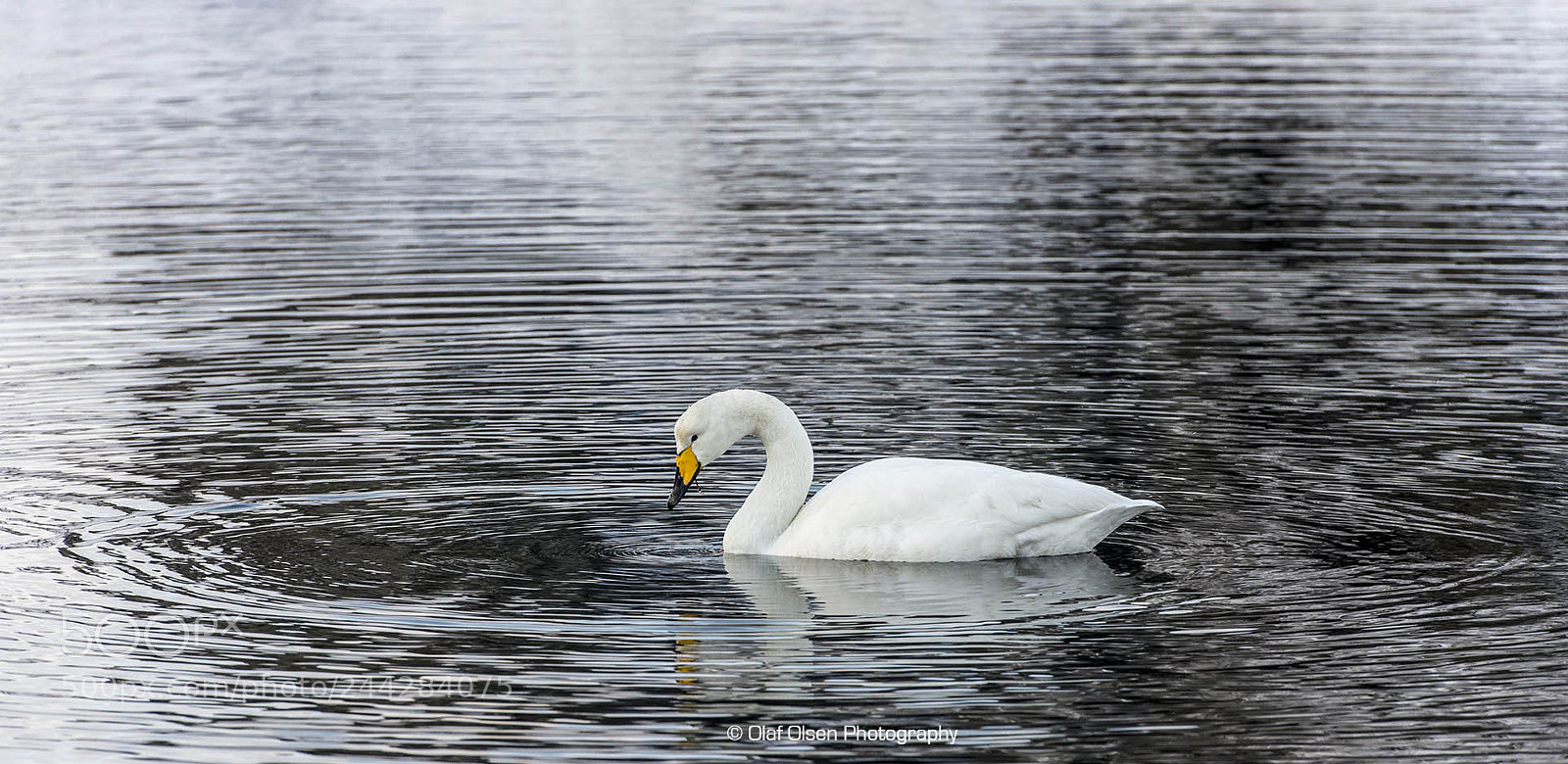 Nikon D600 sample photo. Swan, at leynavatn, faroe photography