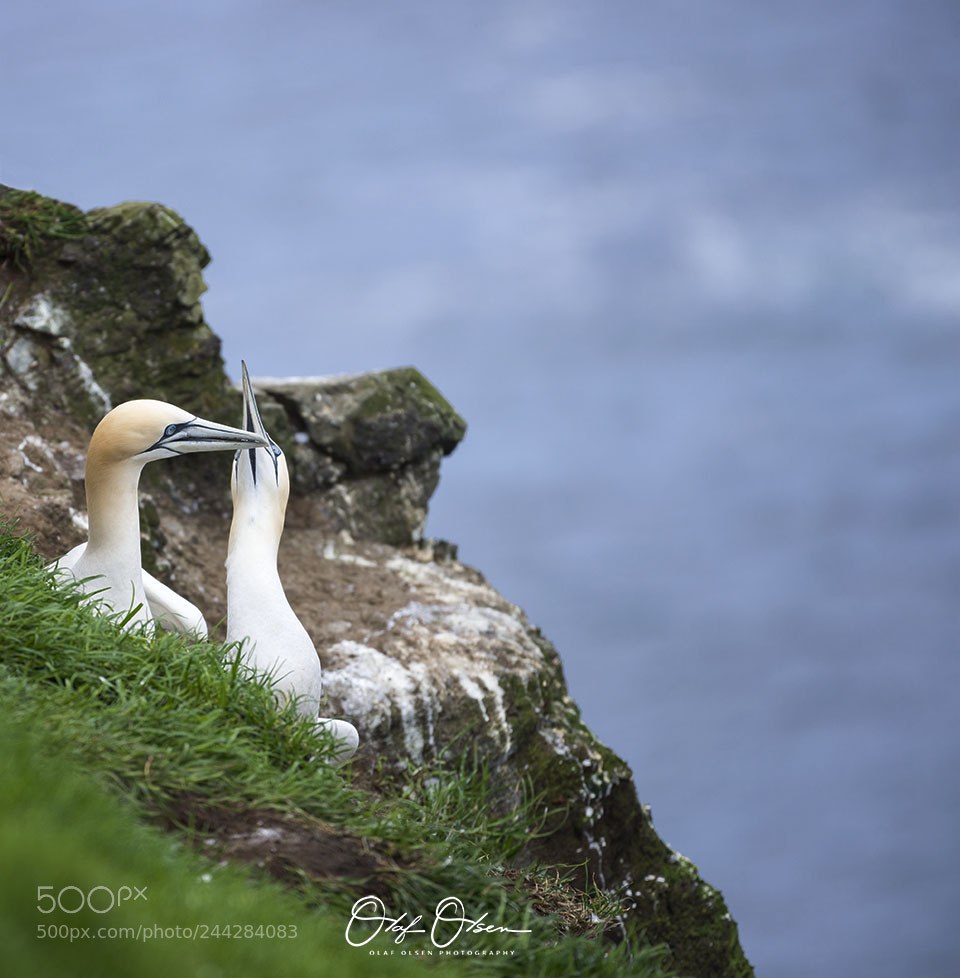 Nikon D600 sample photo. Gannets photography