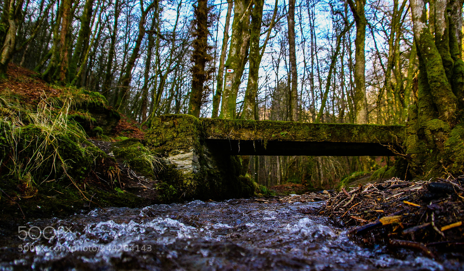 Canon EOS 100D (EOS Rebel SL1 / EOS Kiss X7) sample photo. Stream in the forest photography
