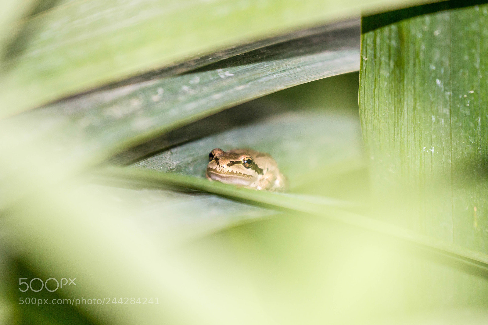 Canon EOS 600D (Rebel EOS T3i / EOS Kiss X5) sample photo. Hidden hopper photography