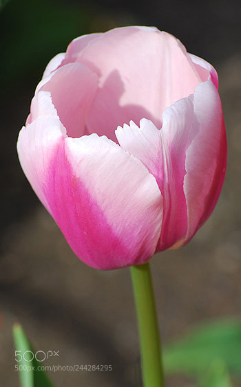 Nikon D60 sample photo. Td photography