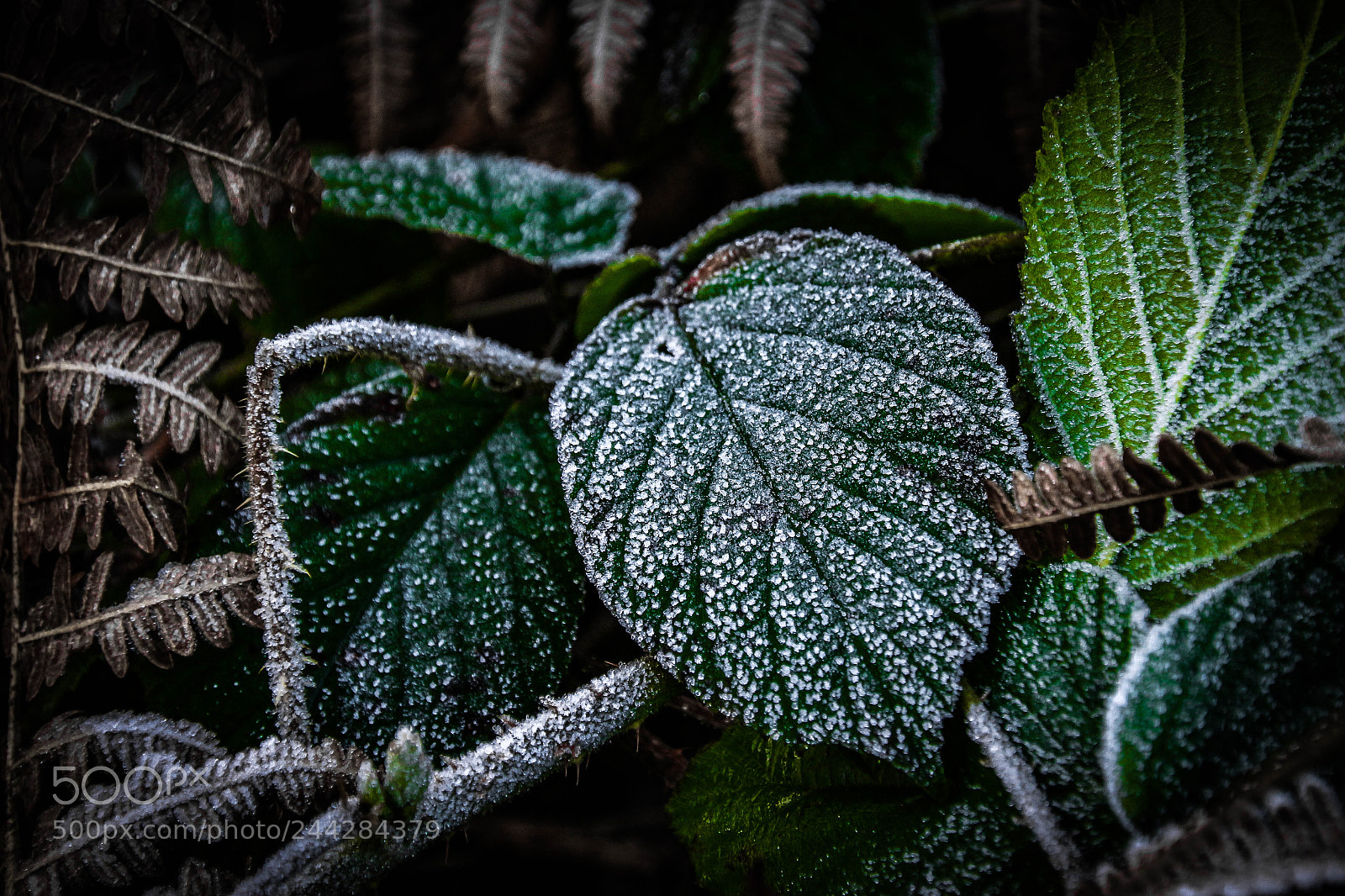 Canon EOS 100D (EOS Rebel SL1 / EOS Kiss X7) sample photo. Frosty the leaf photography
