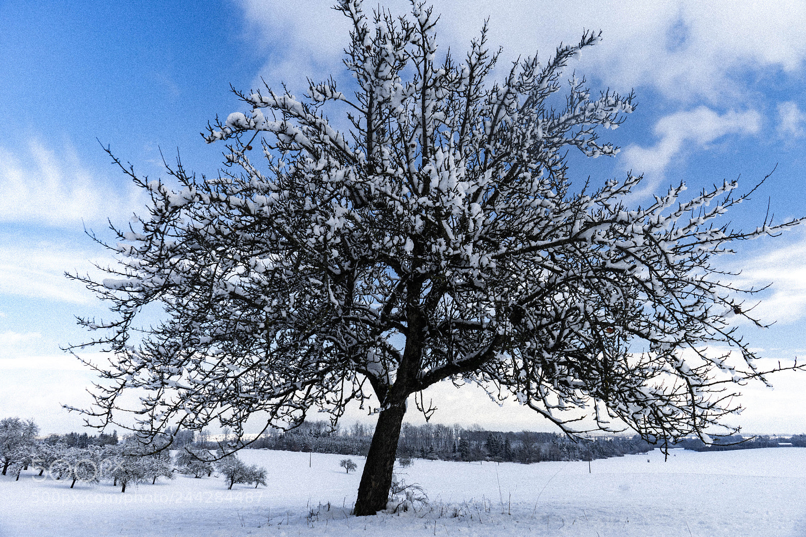Sony a7 sample photo. Winter baum photography