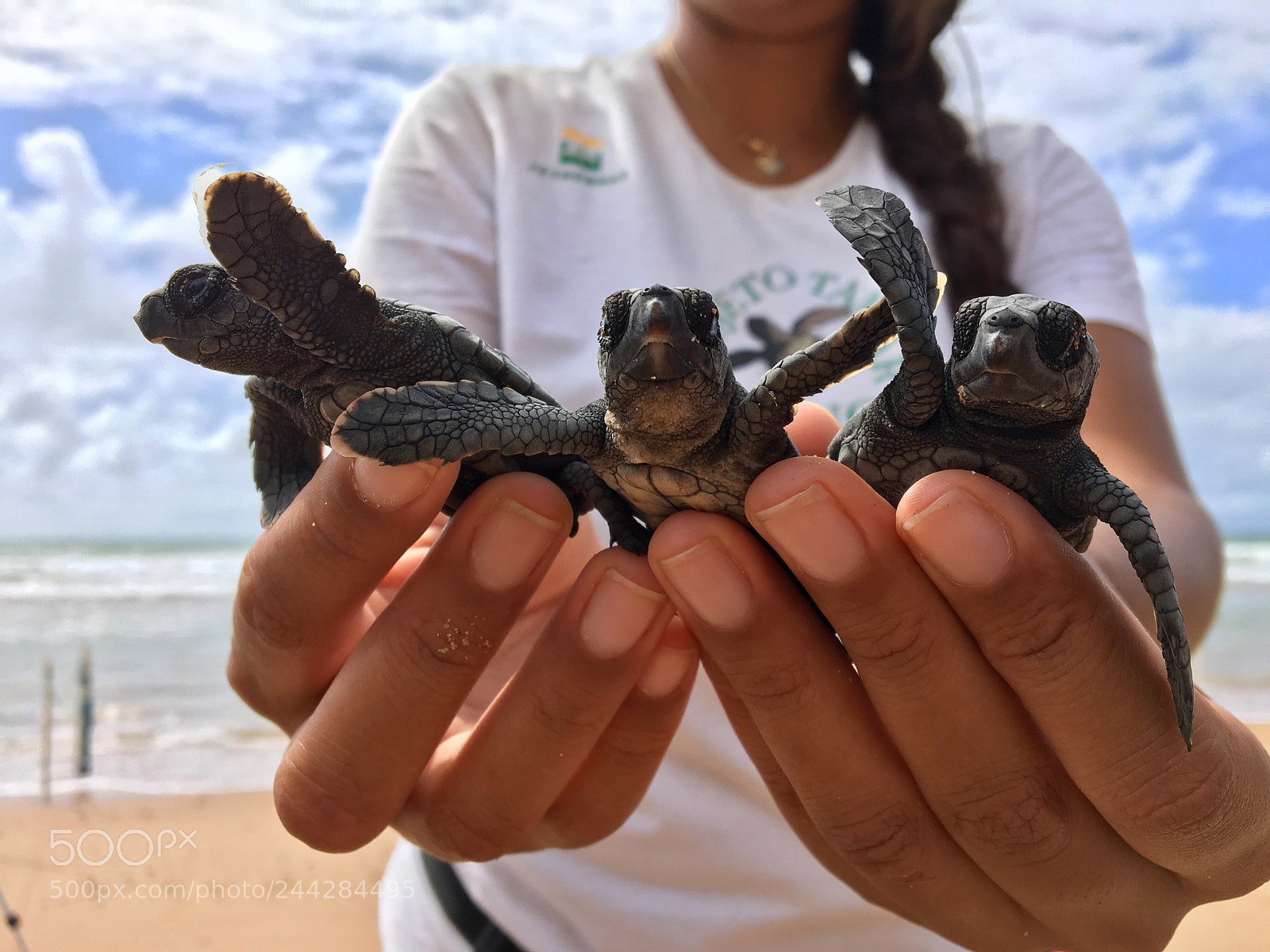 Apple iPhone 6s sample photo. Desova de tartarugas marinhas. photography