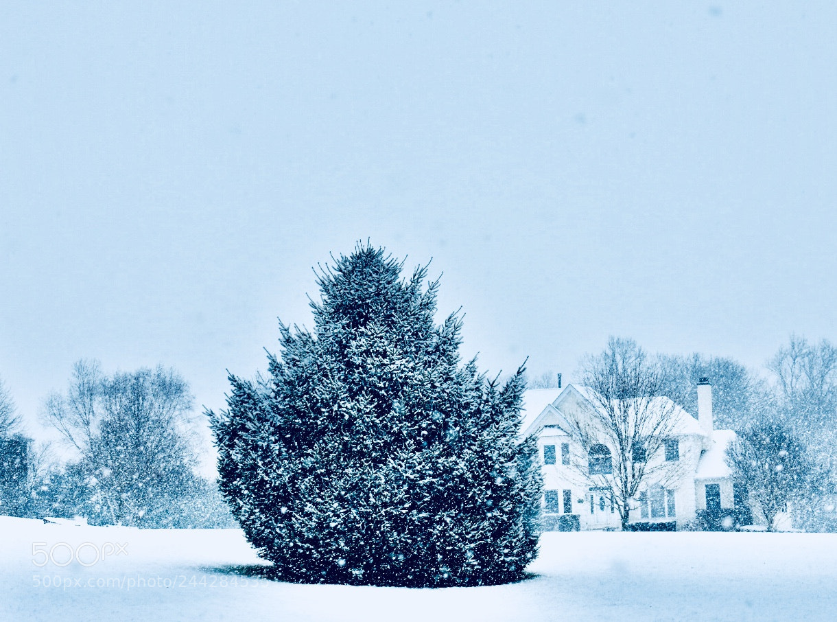 Nikon D3400 sample photo. Winter wonderland photography